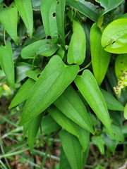 Dioscorea cirrhosa