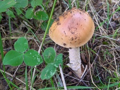 Amanita crocea
