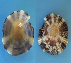 Patella ulyssiponensis