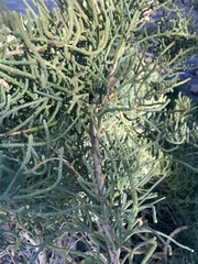 Allenrolfea occidentalis