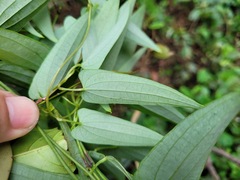 Dioscorea cirrhosa
