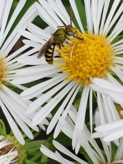 Agapostemon virescens