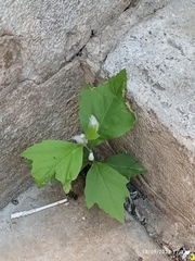 Platanus