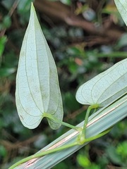 Dioscorea cirrhosa