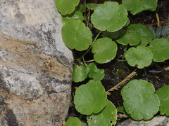 Hydrocotyle modesta