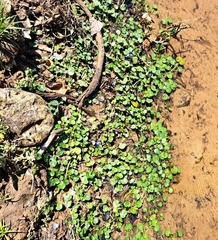 Hydrocotyle verticillata