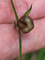Dioscorea cirrhosa