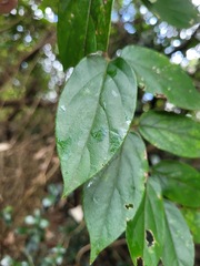 Lonicera hypoglauca