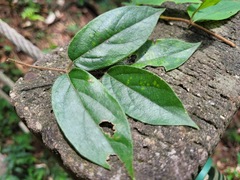 Lonicera hypoglauca