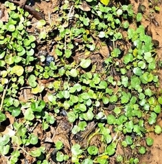 Hydrocotyle verticillata