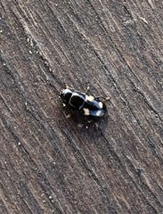 Glischrochilus quadrisignatus