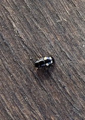 Glischrochilus quadrisignatus