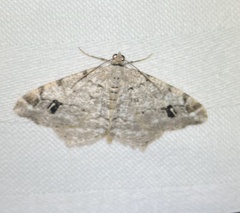 Macaria pinistrobata