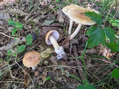 Amanita crocea