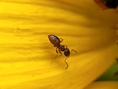Brachymyrmex patagonicus