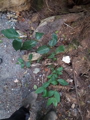Viburnum cassinoides