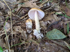 Amanita crocea