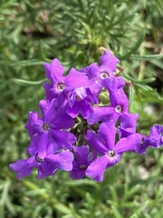 Verbena pulchella