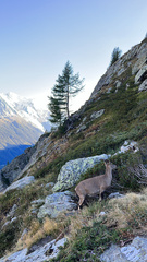 Capra ibex