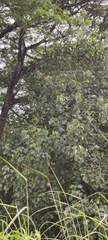 Thespesia populnea