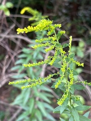 Solidago