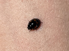 Exochomus quadripustulatus