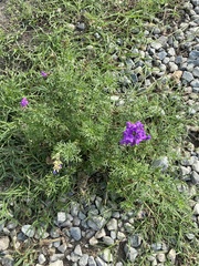 Verbena pulchella