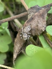 Habronattus coecatus