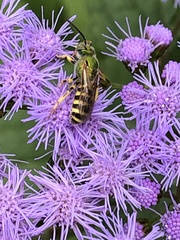 Agapostemon