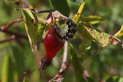 Acronicta auricoma
