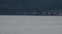 Orcinus orca