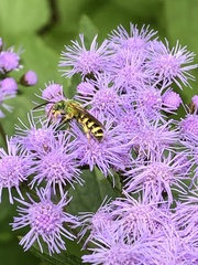 Agapostemon