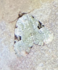 Leuconycta diphteroides