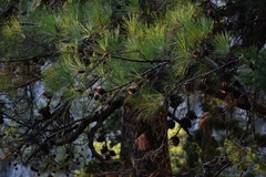 Pinus brutia