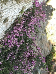 Bougainvillea glabra