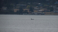 Orcinus orca