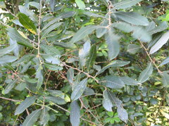 Salix atrocinerea