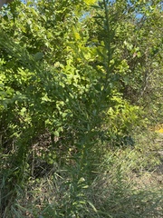 Oenothera rhombipetala