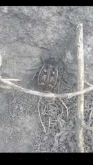 Pilobalia