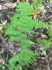 Dennstaedtia punctilobula