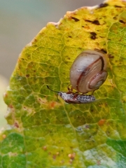 Fruticicola fruticum