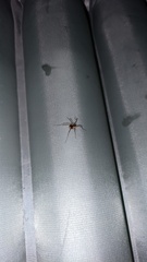 Oligolophinae