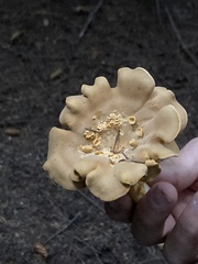 Cantharellus formosus