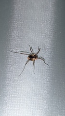 Oligolophinae