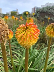 Kniphofia uvaria