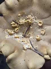 Cantharellus formosus