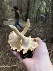Cantharellus formosus