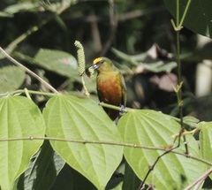 Euphonia gouldi