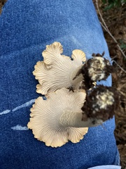 Cantharellus formosus