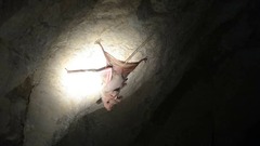 Rhinopoma muscatellum